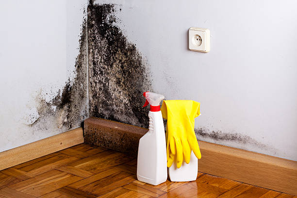 Best Residential Mold Remediation in East Canton, OH
