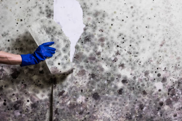 Best Black Mold Remediation in East Canton, OH