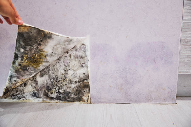 Best DIY Mold Remediation Support Services in East Canton, OH
